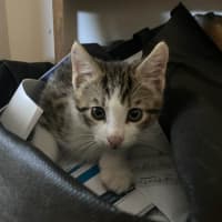 Photo of 🐾 Phoenix 🐾