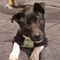 Photo of Willow