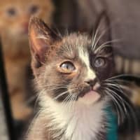 Photo of Sticky Mittens