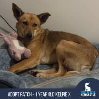 Photo of Patch   1 Year Old Kelpie X
