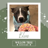 Photo of Blue