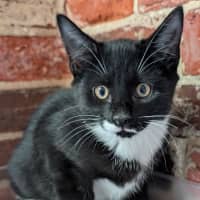 Photo of Buster