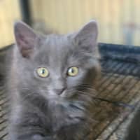 Photo of Pixel