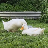 Photo of Dilly And Dally