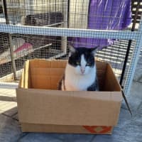 Photo of Gus **A Gentle Giant**