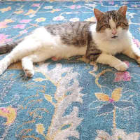Photo of Teddy