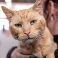 Photo of Timber