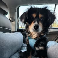 Photo of Sir Battenberg