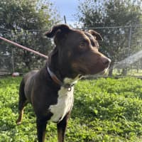 Photo of Whisky (Jameson)