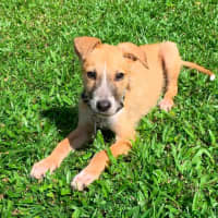 Photo of Scamp