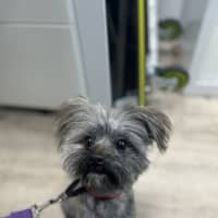 Photo of Piccolo