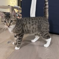 Photo of Pickle