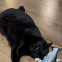 Photo of Kisa