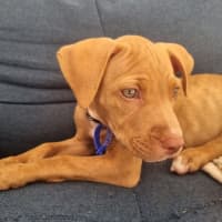 Photo of Pippa   11 Week Old Staffy (On Trial)
