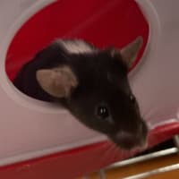 Photo of Wasabi