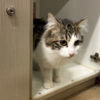 Photo of Hubert