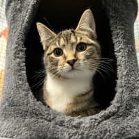 Photo of Whiskey