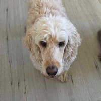 Photo of Saphoura And Nelson