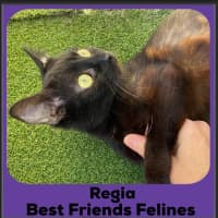 Photo of Regia 
