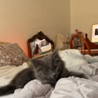 Photo of Peppercorn