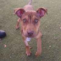 Photo of Lulu
