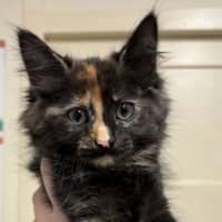 Photo of Dutchess Of Roy