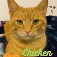 Photo of Chicken Nugget