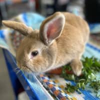 Photo of Aioli (Bonded To Hollandaise)