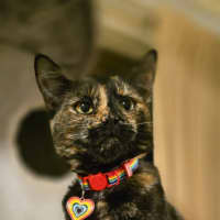 Photo of Hazel