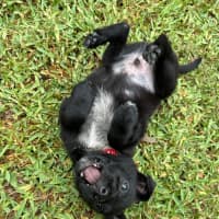 Photo of Taz   8 Week Old Cattle Dog X Kelpie