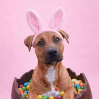 Photo of Kit Kat