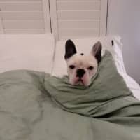Photo of Kylo   5 Year Old French Bulldog 