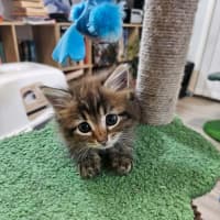 Photo of Rosa (Maisy)