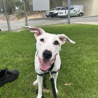 Photo of Chippie