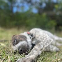 Photo of Ginger Spice