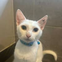 Photo of Dolly