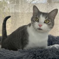 Photo of Pilchard And Sardine