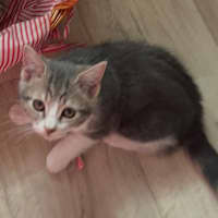 Photo of Vixen