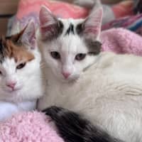 Photo of Callie