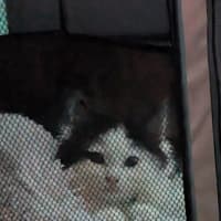 Photo of Bobby (Was Oreo)