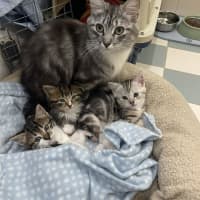 Photo of Bluey Meet Me@Petstock Carrum Downs Store 