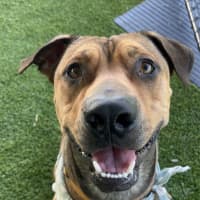 Photo of Rosco