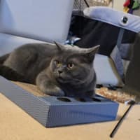 Photo of Ash