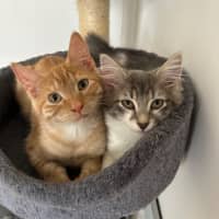 Photo of Cherub & Rudolf 