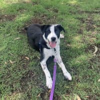 Photo of Penny