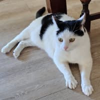 Photo of Buddy