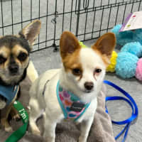 Photo of Apple & Orange