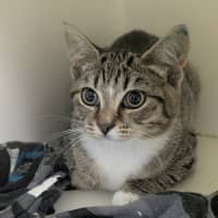 Photo of 🦎 Stiltskin 6873 🦎