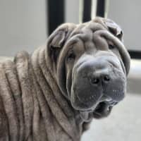 Photo of 🦎 Stretch 6879 🦎