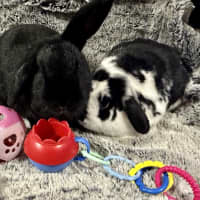 Photo of Black Beauty And Happy Feet 